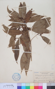 Specimen thumbnail